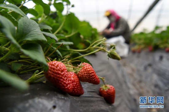 （经济）（2）新疆三坪农场的草莓熟了